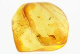 Detailed Fossil Adult True Bug (Heteroptera) In Baltic Amber #300722-1